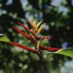 thumbnail for publication: Heliconia spp. Heliconia